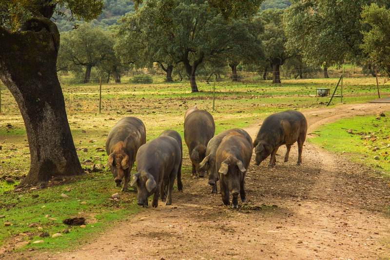 Cerdos comiendo bellotas